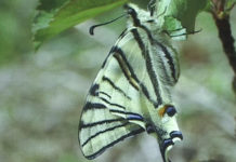 MOTÝLI KOLEM NÁS V EKOCENTRU