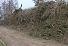 POKÁCENÉ STROMY V BORKU