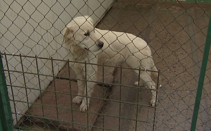 VIDEO: V LANŠKROUNĚ BUDOU PSI ŠTĚKAT NA JEŽÍŠKA