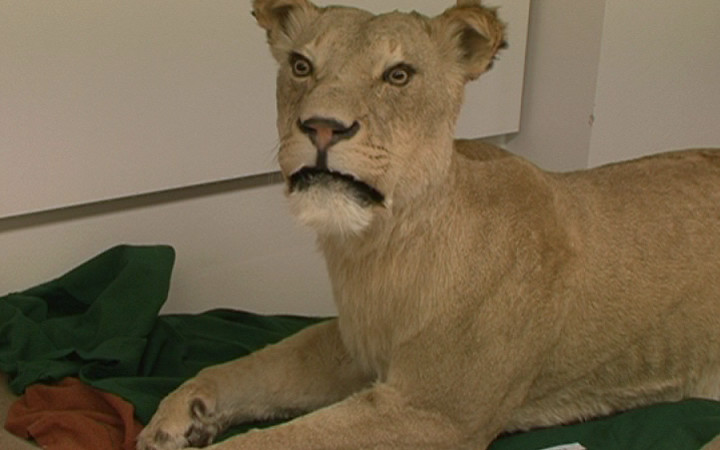 VIDEO: SAFARI V KULTURNÍM CENTRU