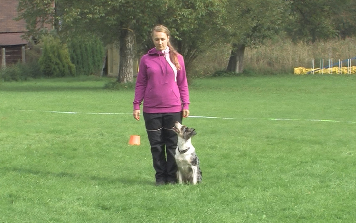 DOMÁCÍ PSOVODKY VYBOJOVALY POSTUP NA MISTROVSTVÍ ČR