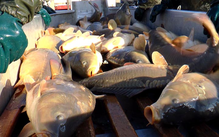 CENA KAPRŮ ZŮSTÁVÁ PRO LETOŠNÍ VÁNOCE STEJNÁ