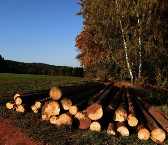 DŘEVO JIM VYŠLO HODNĚ DRAHO