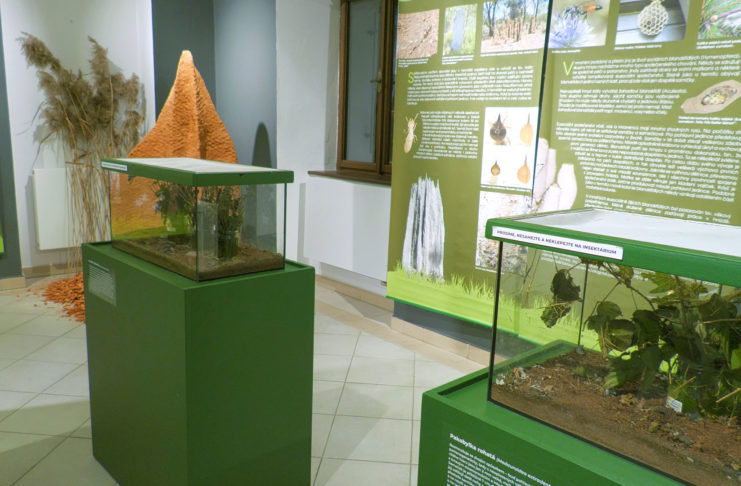 Muzeum láká na zajímavosti ze společenského života hmyzu
