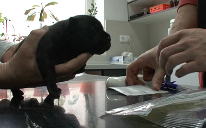 VIDEO: ČIPOVÁNÍ PSŮ V NAŠEM REGIONU