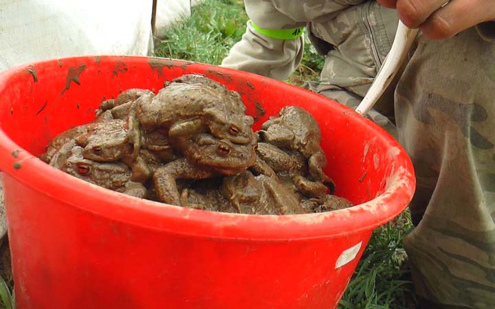 U PŘÍVRATSKÝCH RYBNÍKŮ UŽ ZACHRÁNILI ASI ČTYŘI TISÍCE OBOJŽIVELNÍKŮ