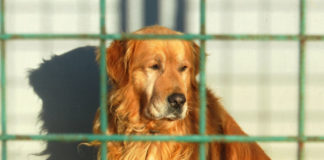 I LETOS BUDE MOŽNÉ PODPOŘIT PEJSKY A KOČIČKY Z ÚTULKU