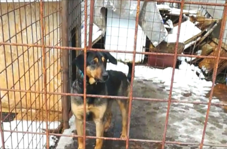 STÁTNÍ VETERINÁRNÍ SPRÁVA SE ZABÝVÁ PROBLEMATICKÝM CHOVEM PSŮ
