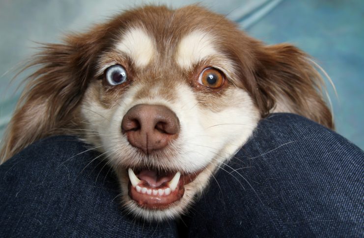 ZÁCHRANA PEJSKA ZE ŽUMPY V KERHARTICÍCH