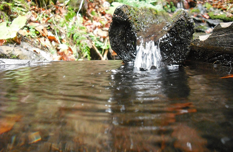 Studánky a mokřady v údolí Skuhrovského potoka