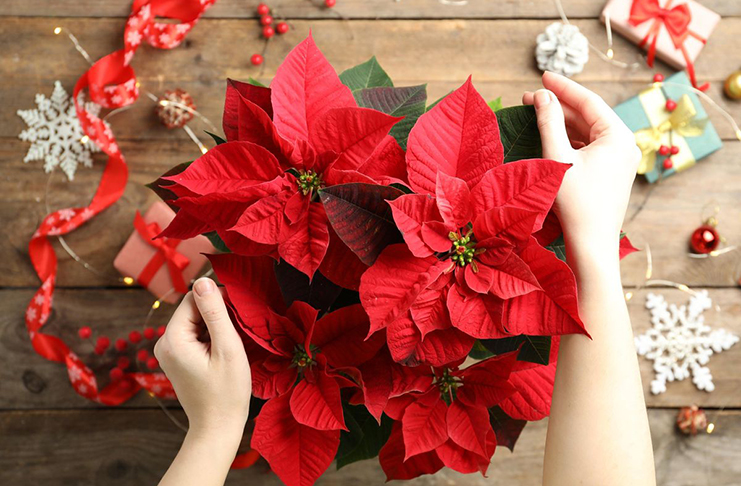 Kouzlo Vánoc – vánoční květena