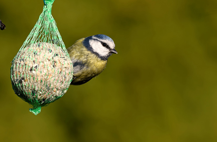 Co dělali naši rodiče jako děti: Dělali lojové koule pro ptáky