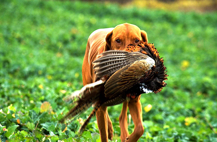 Lovečtí psi v české myslivosti, nejen na Českotřebovsku (přednáška)